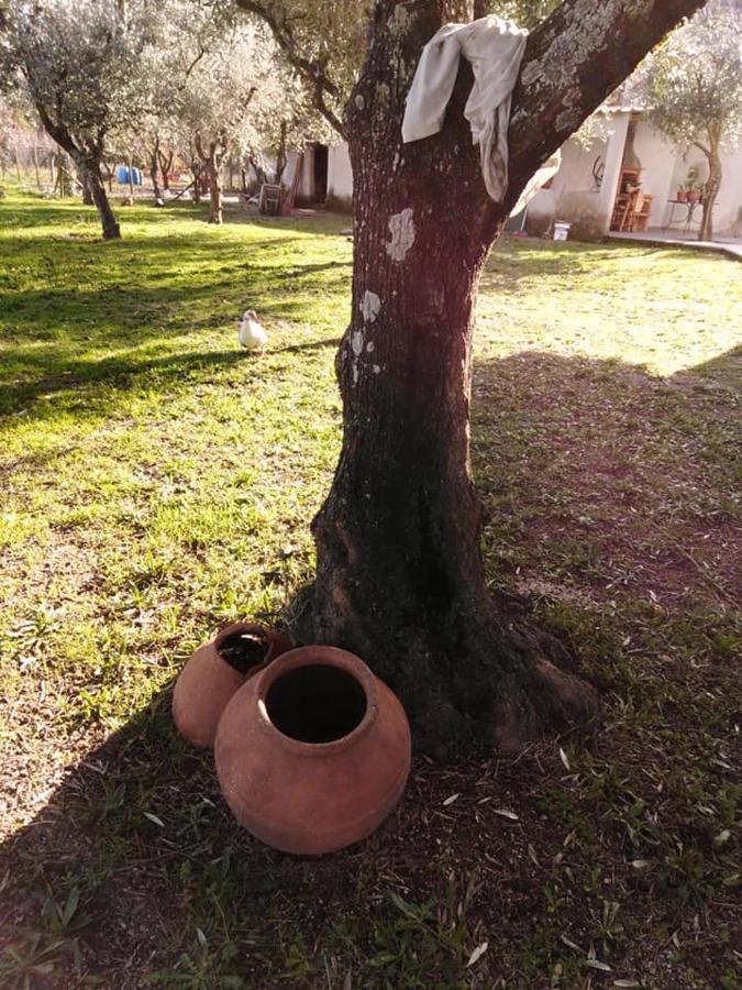 Holiday home Quinta Souto Da Ordem - House *