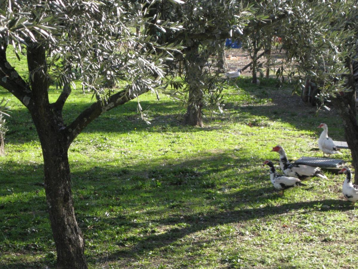 Quinta Souto Da Ordem - House Holiday home *